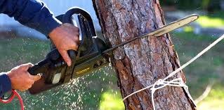 How Our Tree Care Process Works  in Mckinley, PA